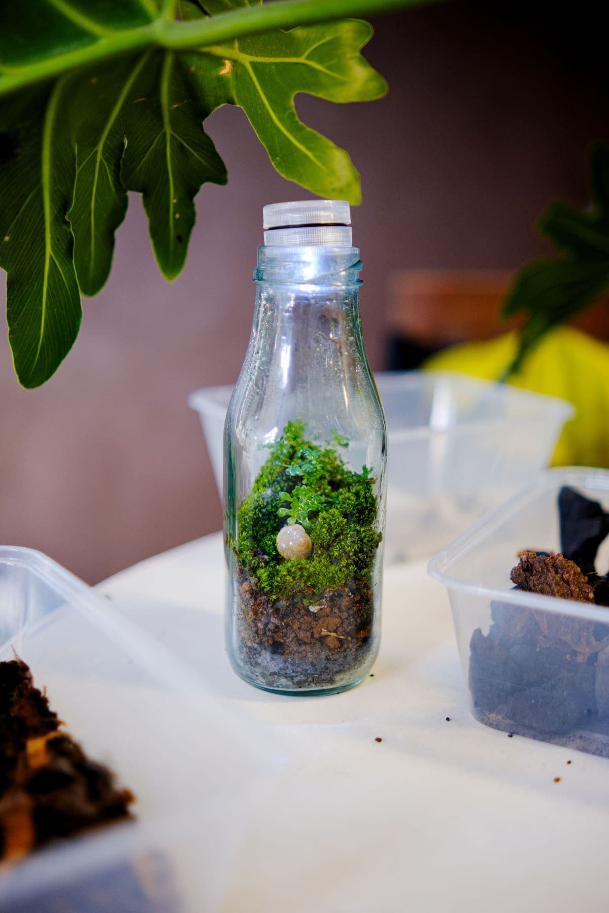 Mini terrarium dans une bouteille en verre sur l'atelier