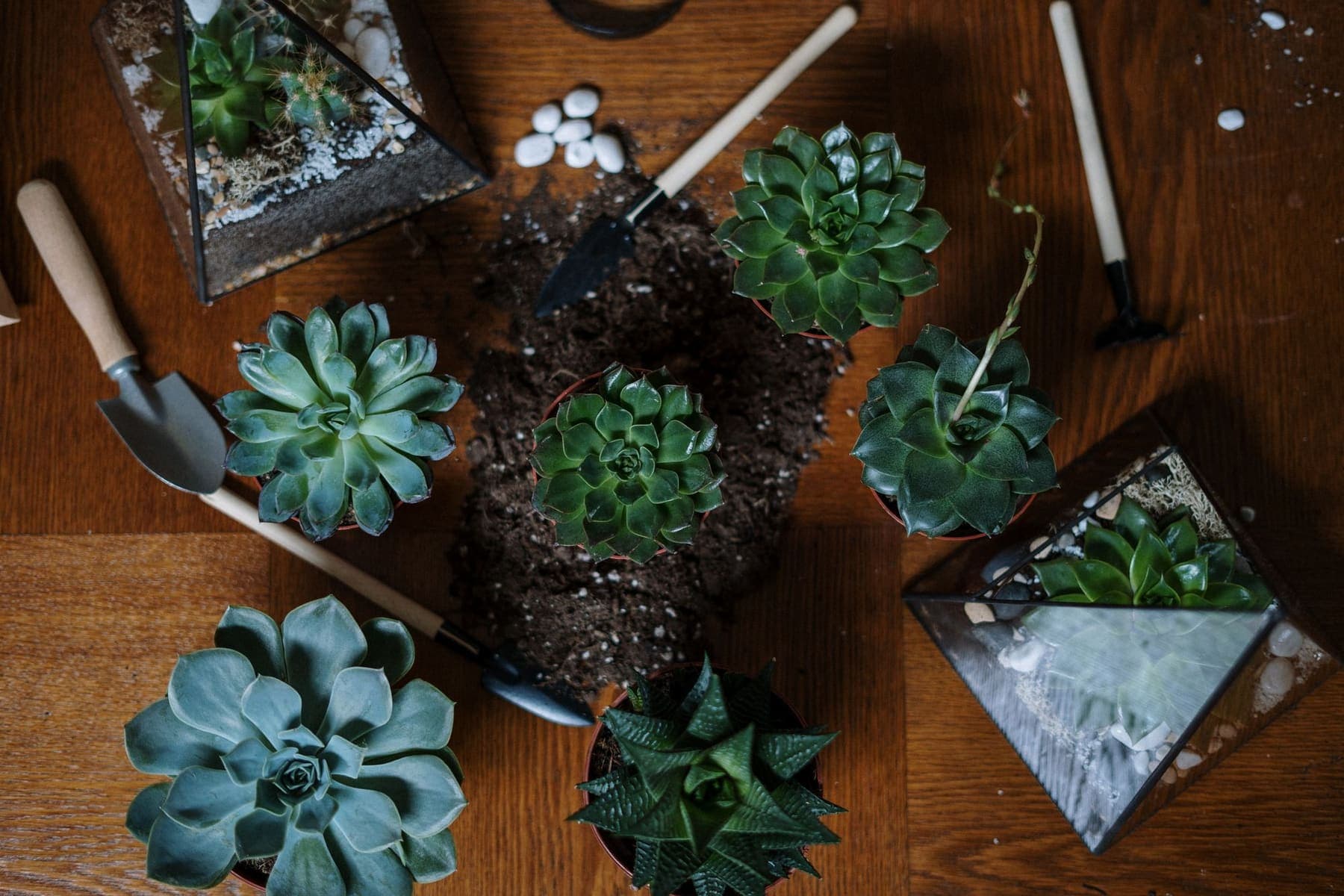 Outils de jardinage miniatures, succulentes et terrariums vus du dessus