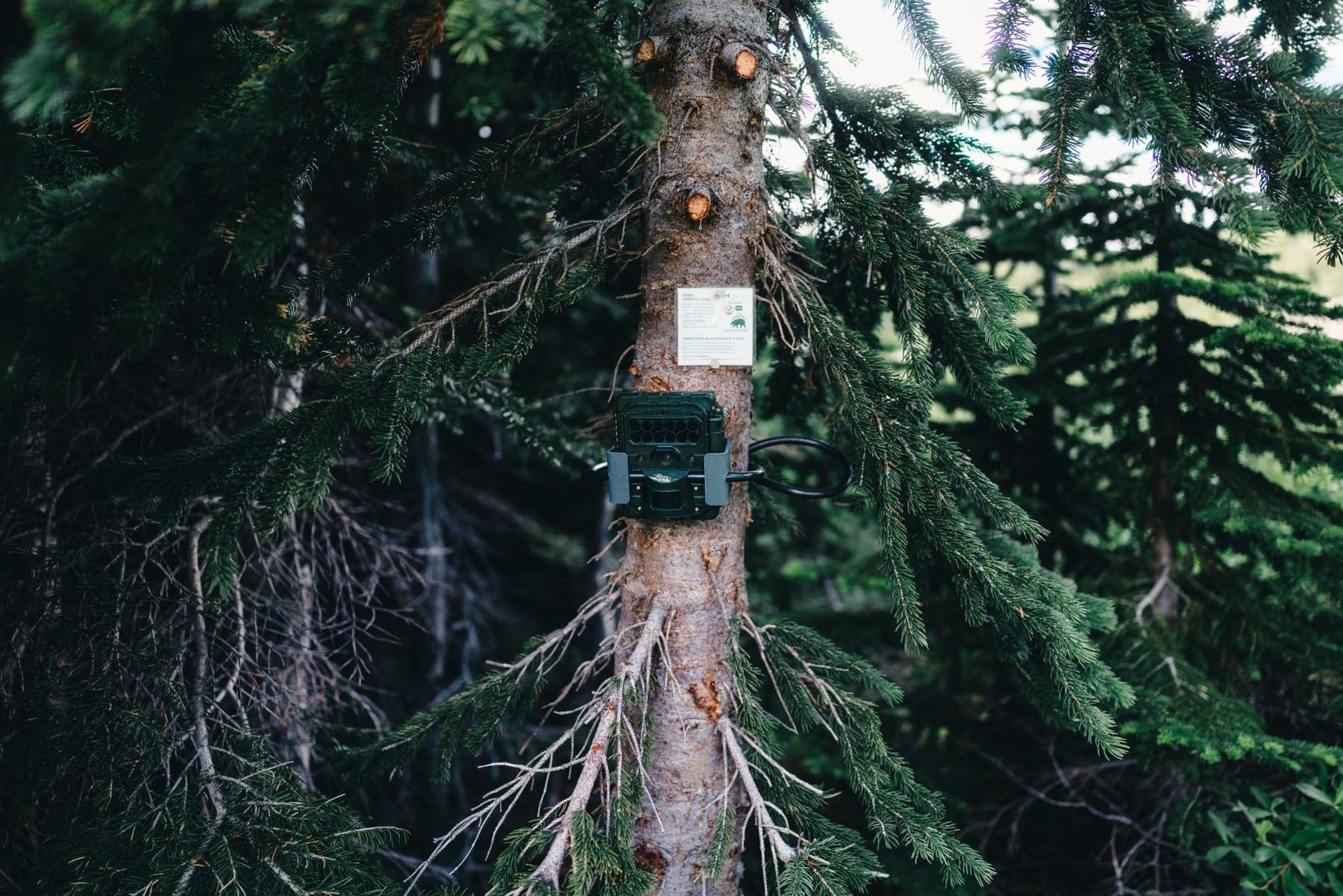 Piège photographique fixé sur un tronc en forêt