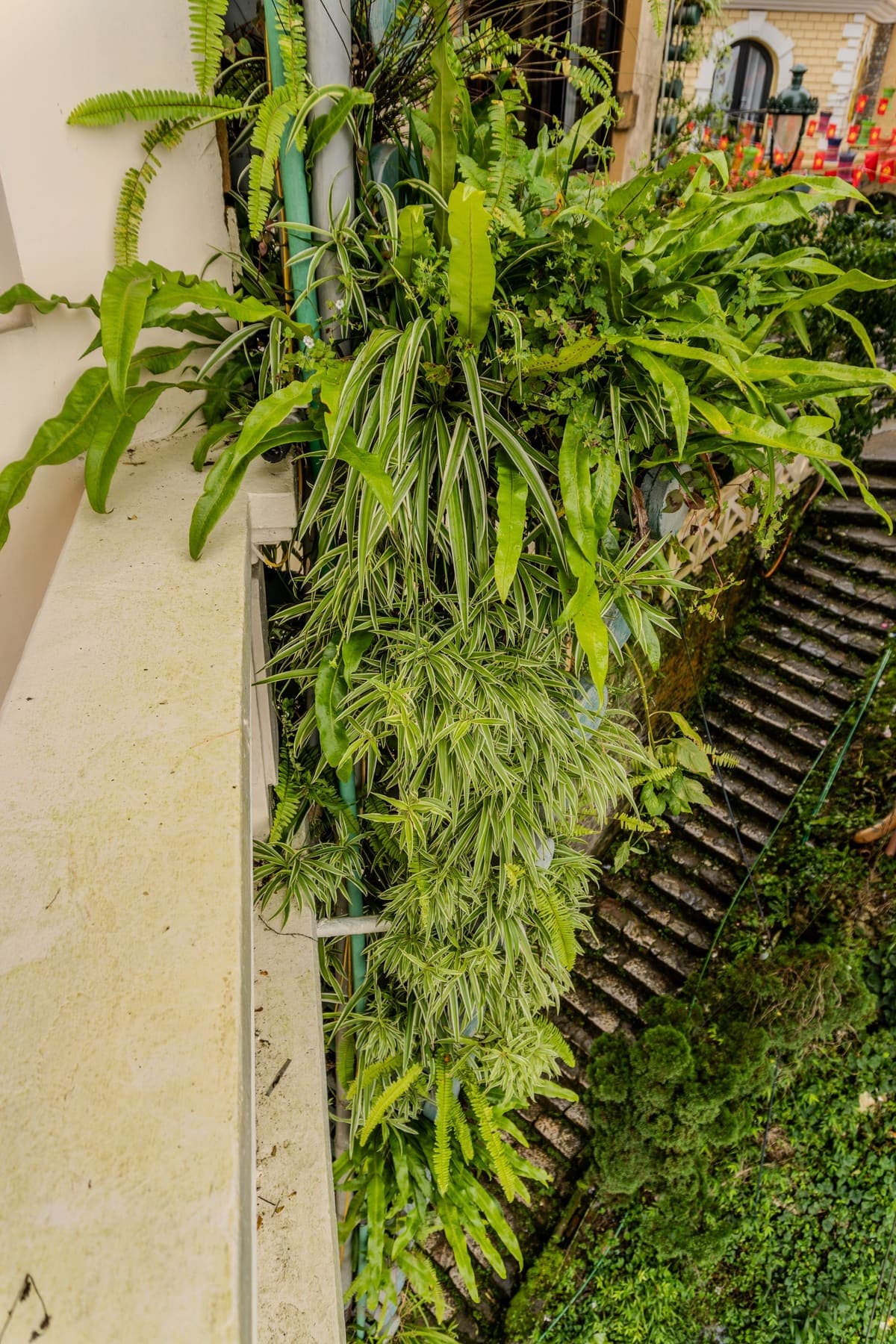 Mur de plantes retombantes en intérieur