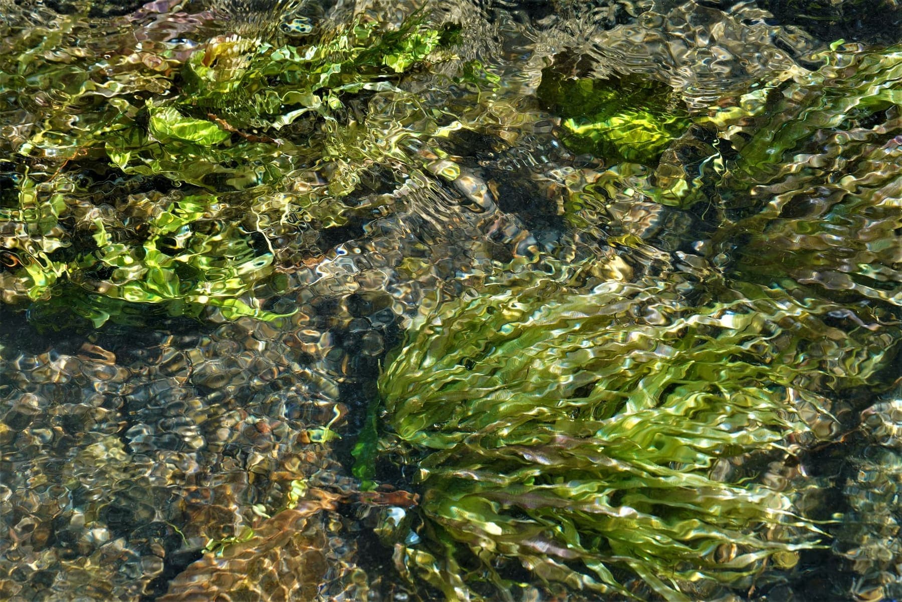 Herbiers aquatiques ondulant dans une eau vive