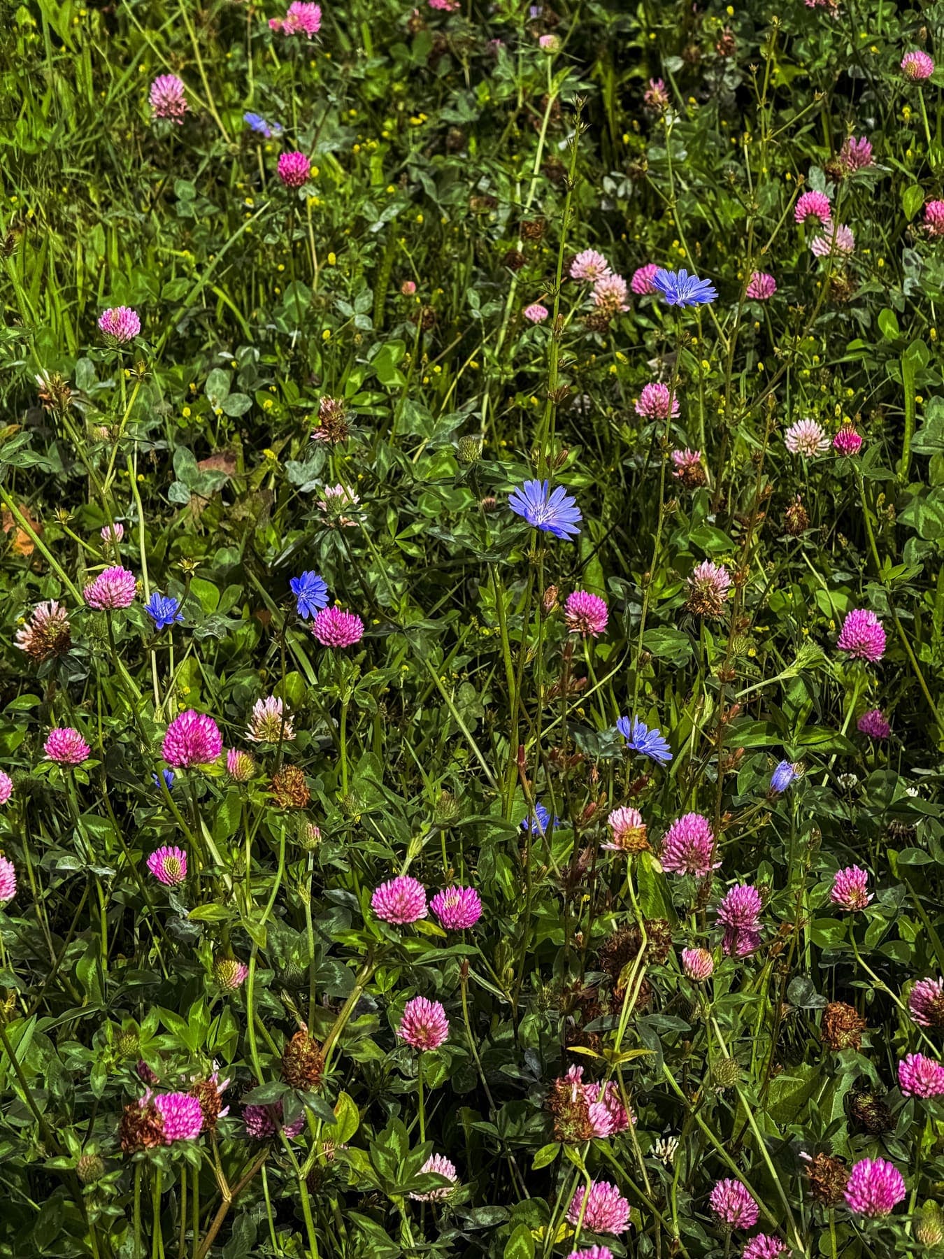 Prairie fleurie de trèfles et bleuets