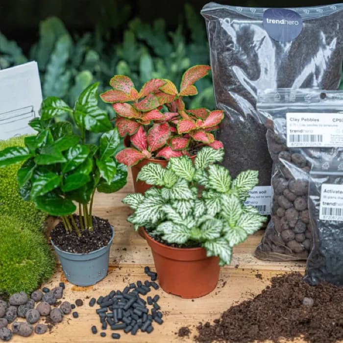 Le caféier et les fittonias du kit Café tropical