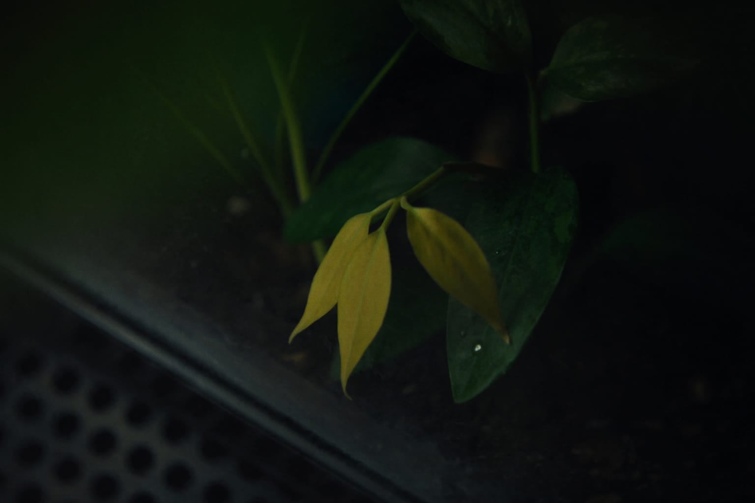 Feuilles jaunies parmi des feuilles saines, vues à travers la paroi d'un terrarium fermé