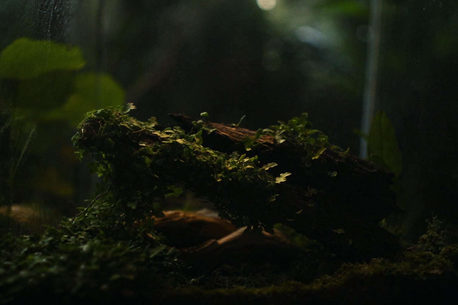 Ficus pumila aux petites feuilles en cœur grimpant sur une racine dans un terrarium en verre
