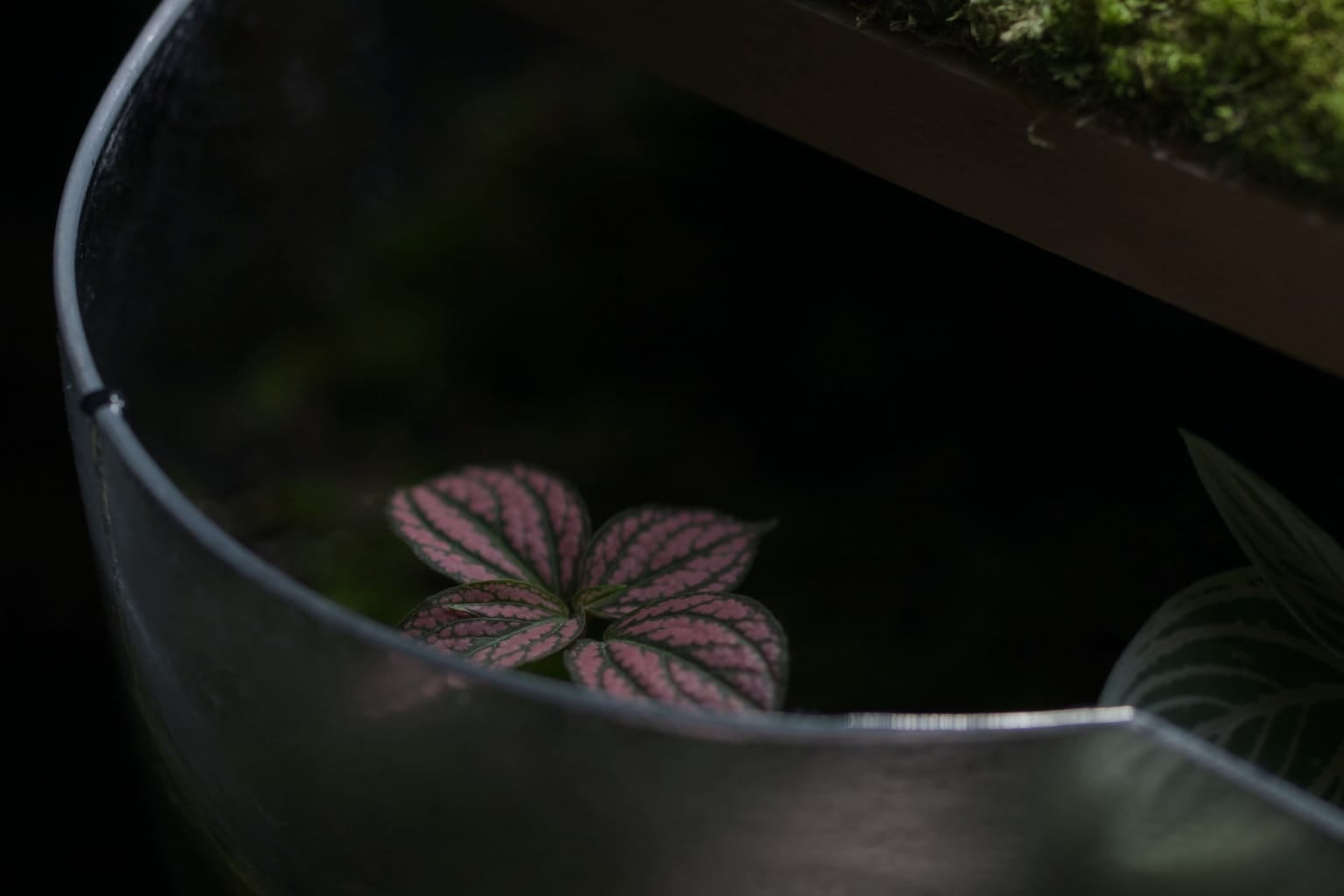 Hypoestes au feuillage vert moucheté de rose dans un terrarium en verre