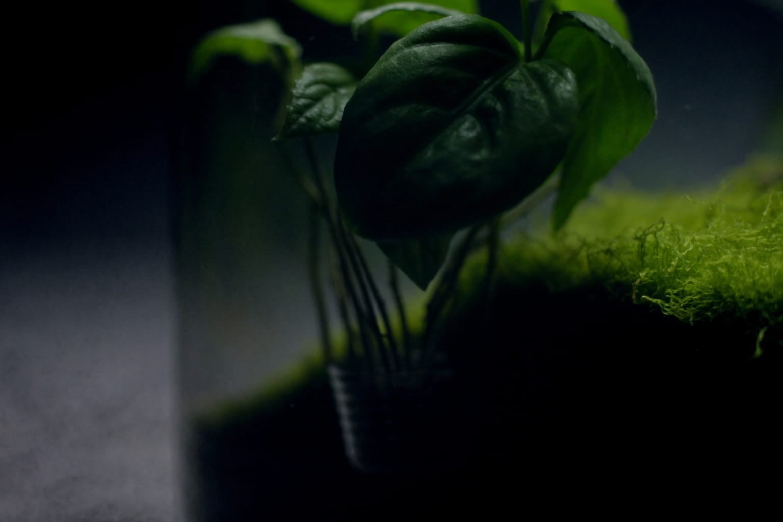 Peperomia aux feuilles épaisses et luisantes dans un terrarium, mousse verte à son pied