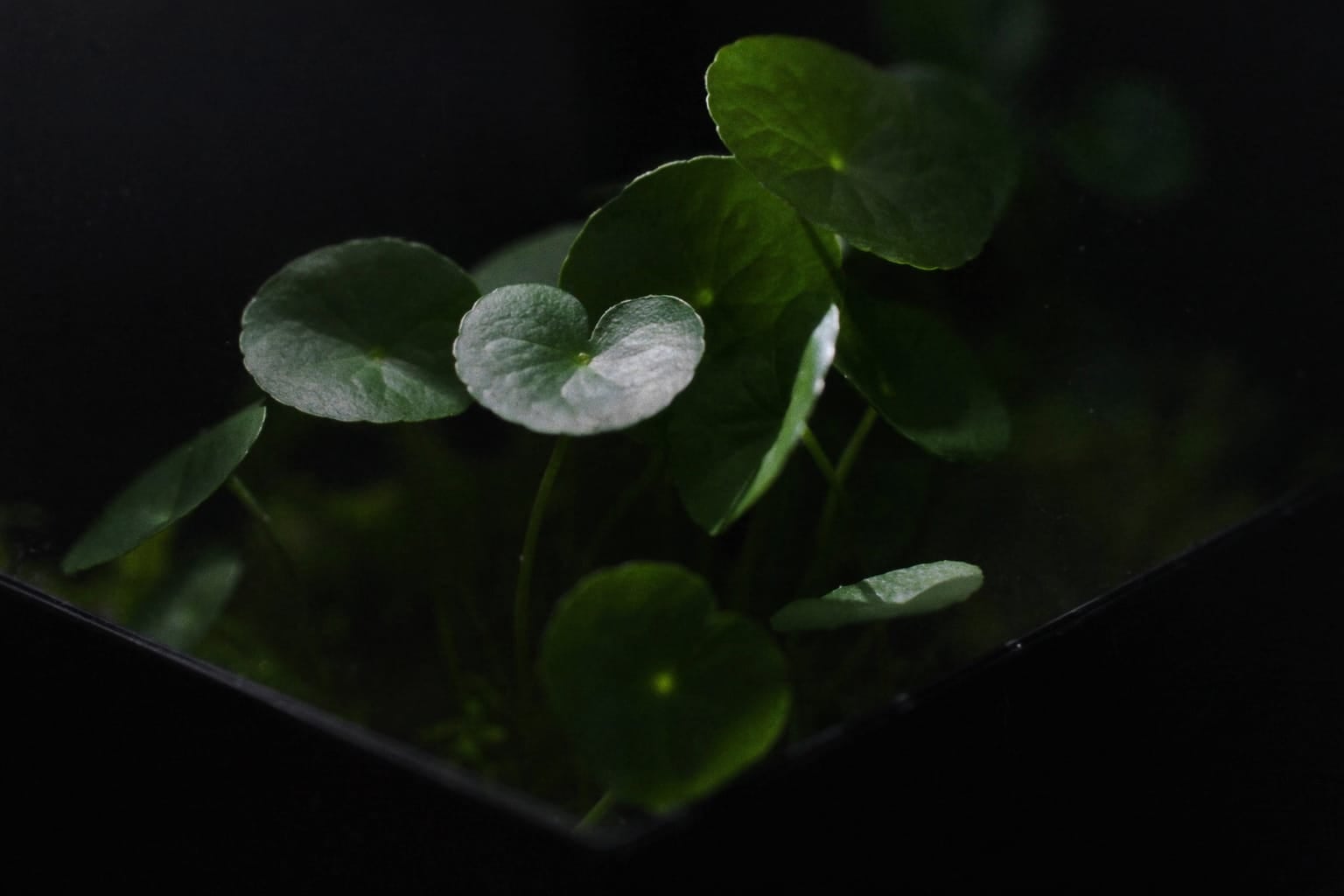 Pilea aux feuilles rondes en pièce de monnaie sur tiges fines, dans un terrarium en verre