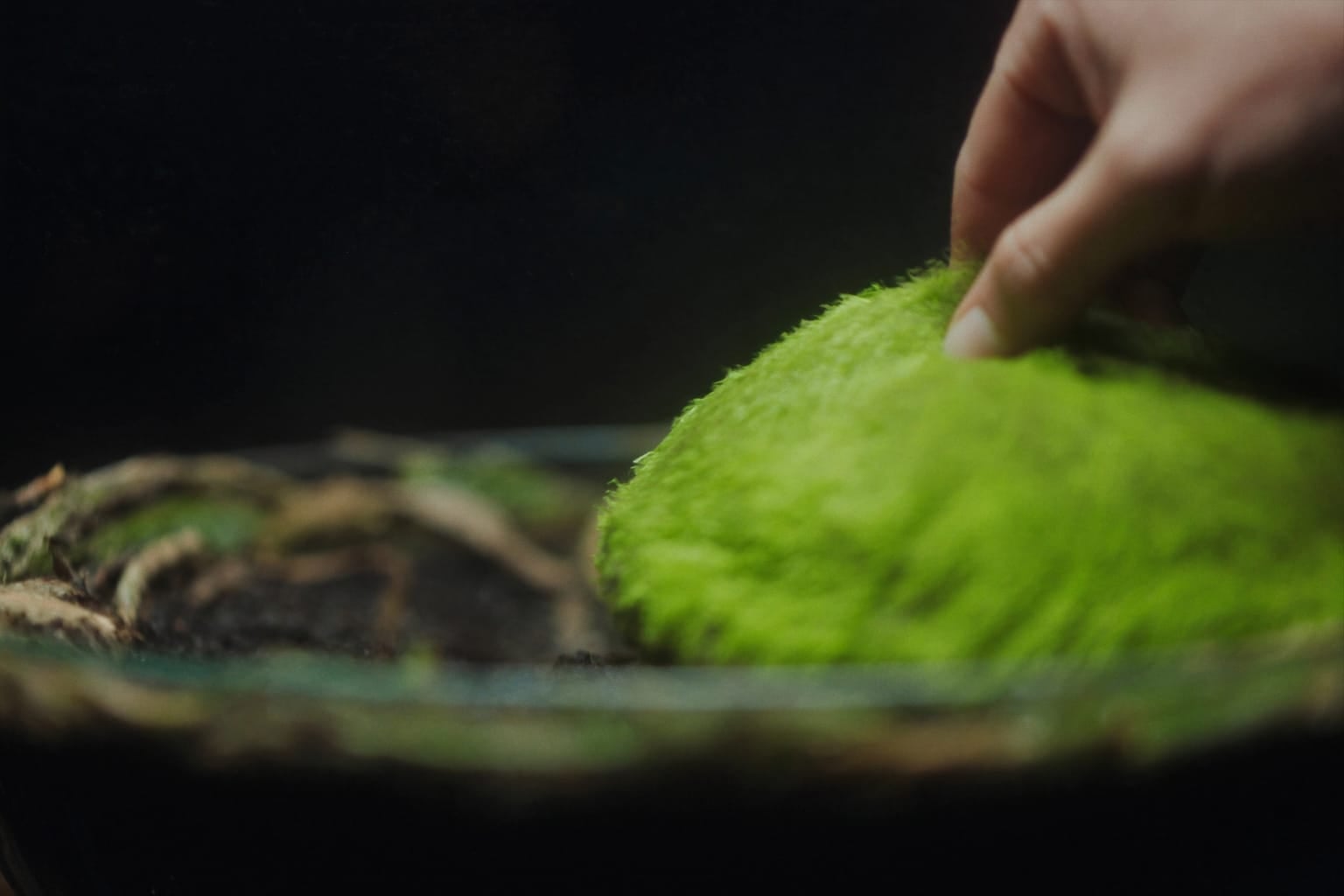 Doigts pressant un coussin de mousse verte sur le substrat sombre d'un terrarium en verre