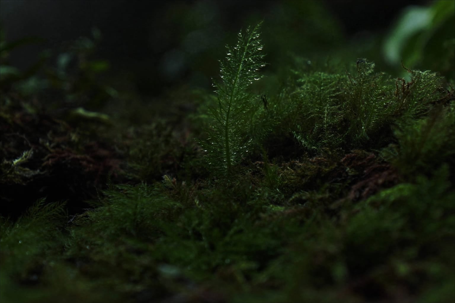 Sélaginelle formant un tapis découpé vert clair sur le substrat sombre d'un terrarium