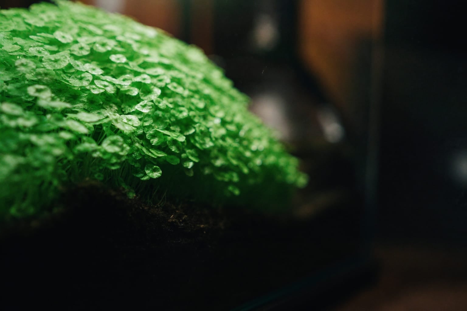 Soleirolia, coussin dense de minuscules feuilles rondes débordant du substrat d'un terrarium