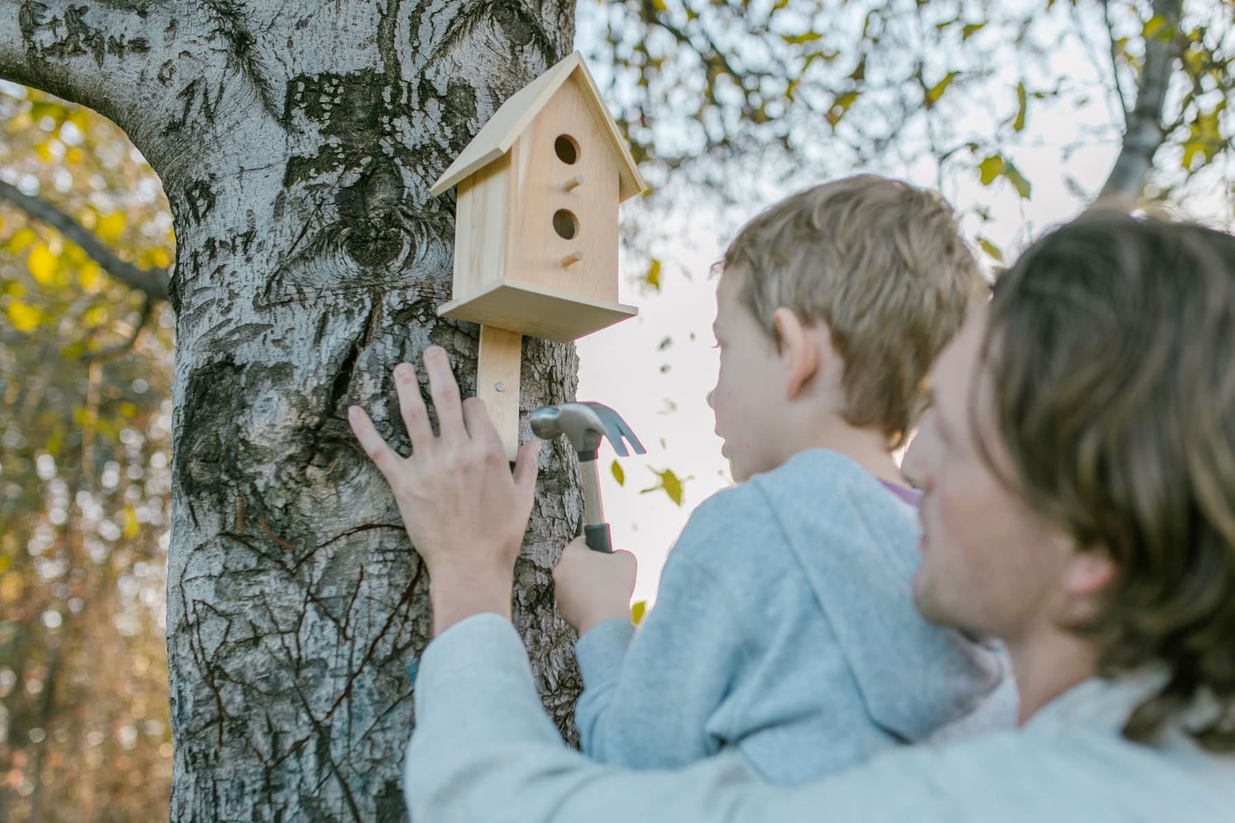 Parent et enfant installant un nichoir sur un bouleau
