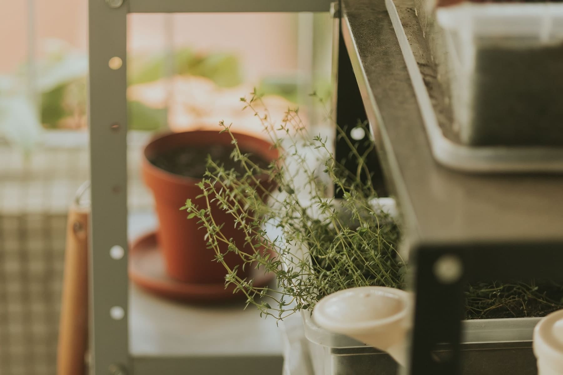 Herbes aromatiques sur une étagère lumineuse