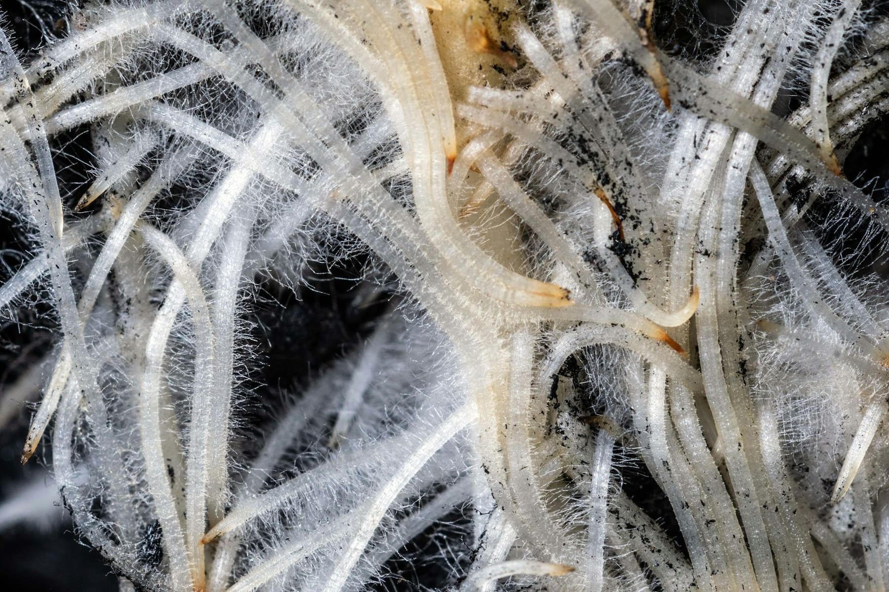 Racines blanches développées dans l'eau