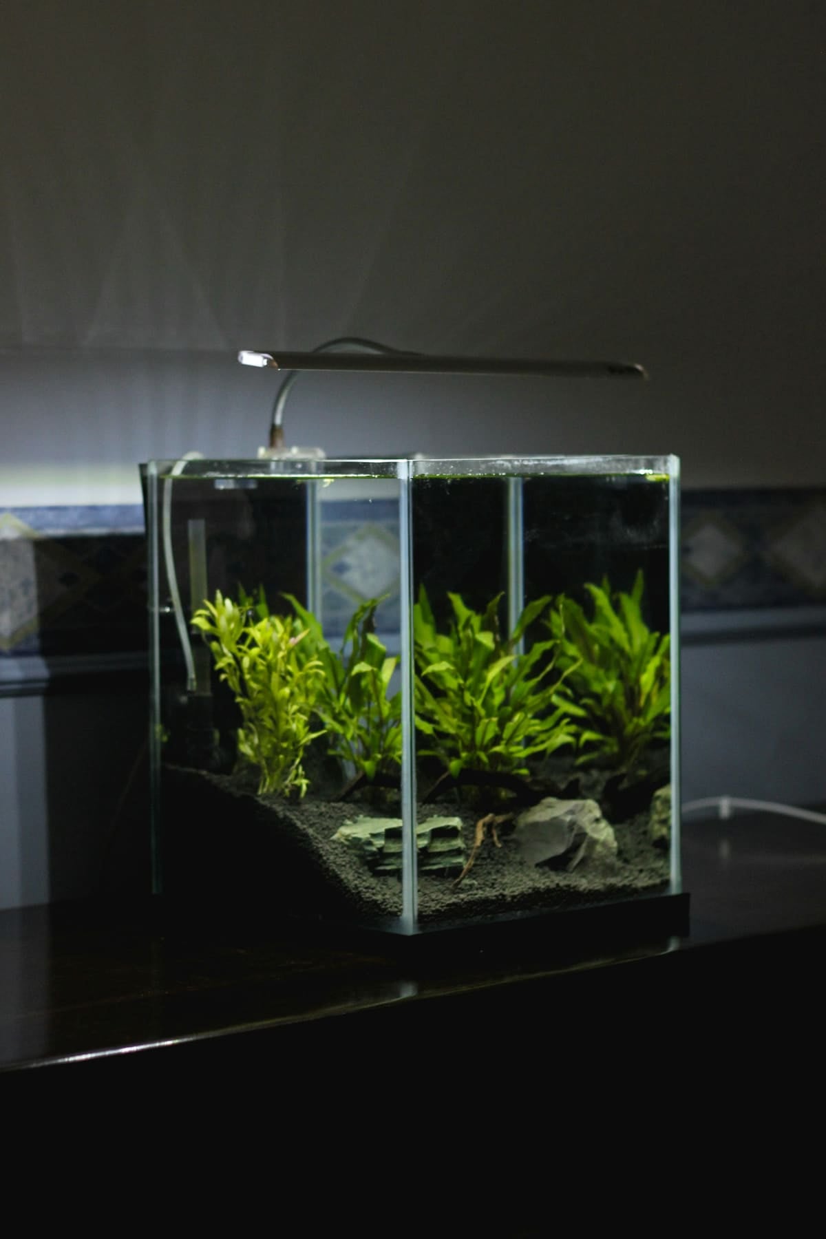Nano-aquarium planté en verre extra-clair dans une pièce sombre