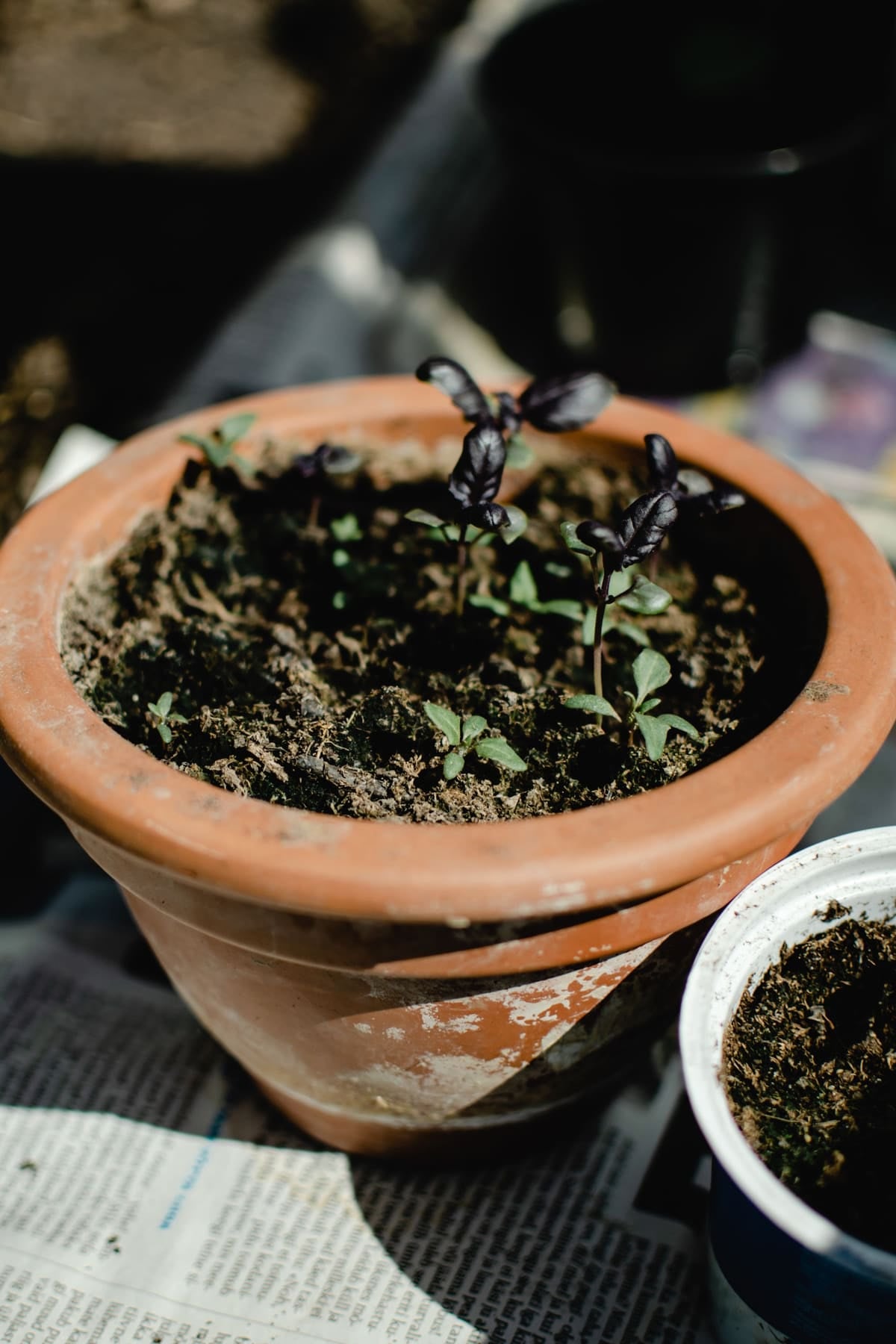 Jeunes pousses dans un grand pot en terre cuite