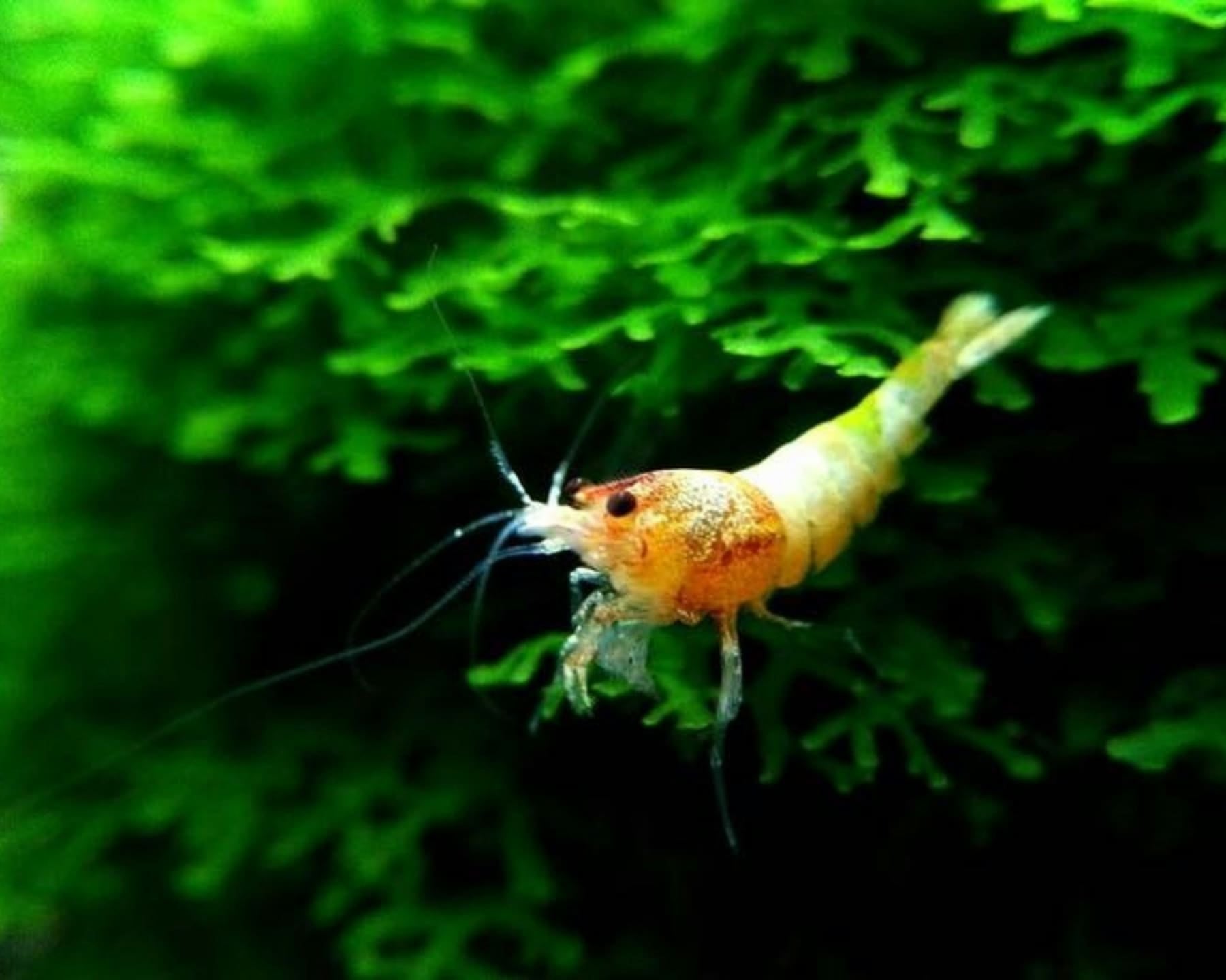 Crevette d'eau douce orangée sur un tapis de mousse