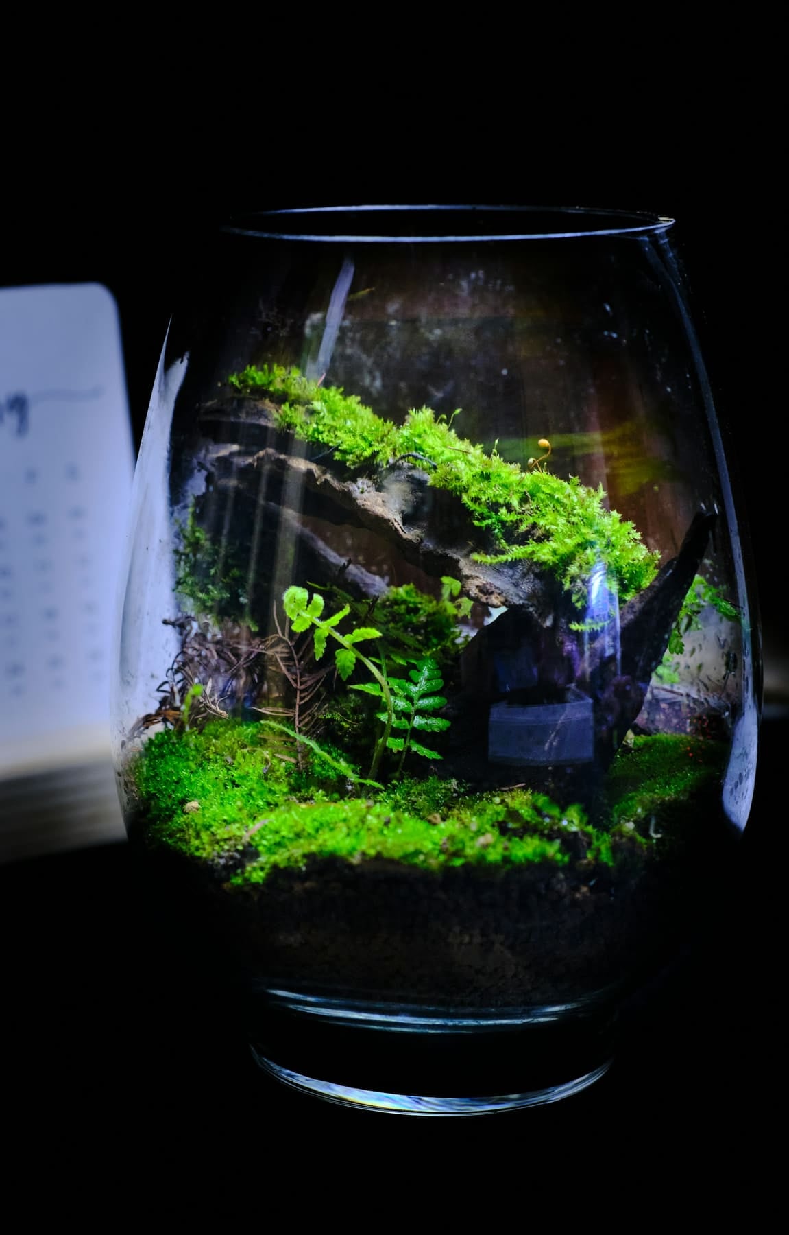 Terrarium sombre tapissé de mousse et de petites fougères