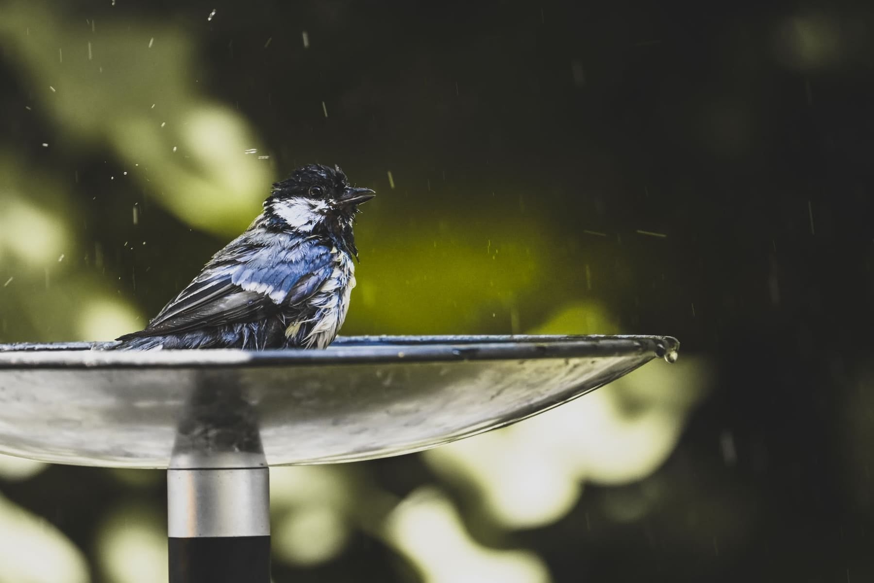 Mésange s'ébrouant dans un bain d'oiseaux