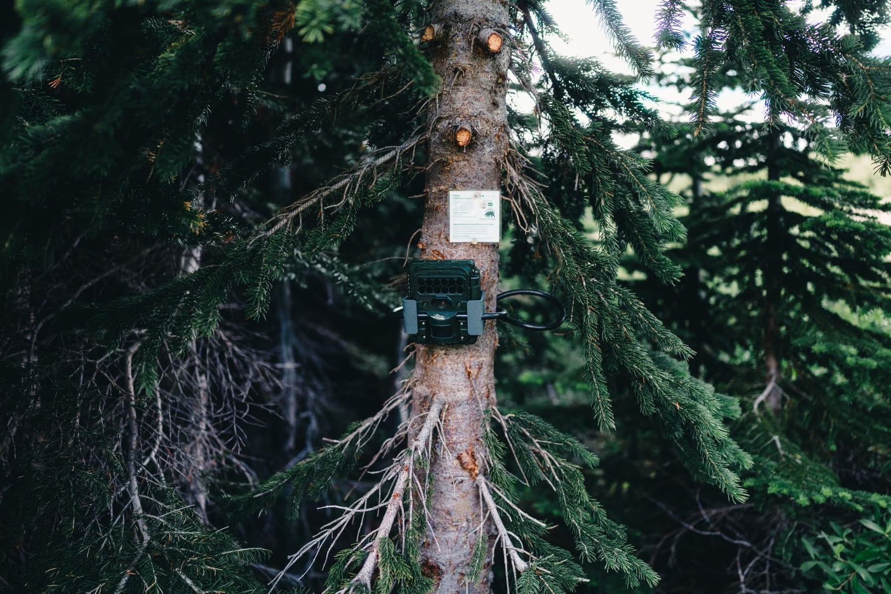 Piège photographique fixé sur un tronc en forêt