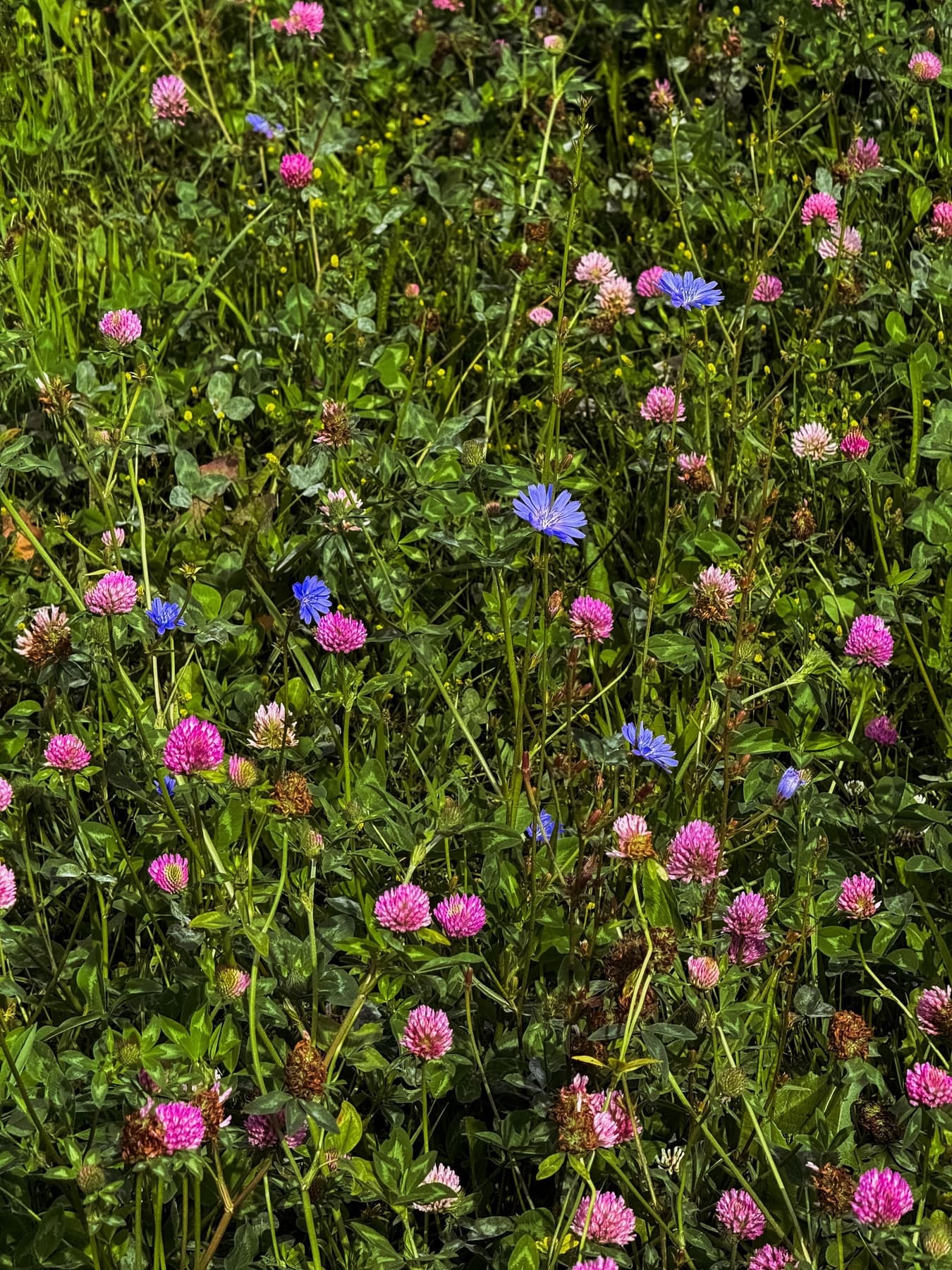 Prairie fleurie de trèfles et bleuets