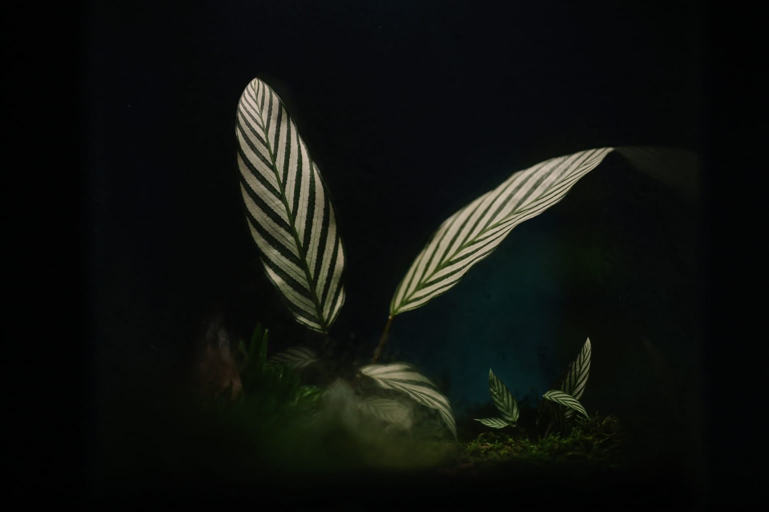 Petite calathea au feuillage rayé dans un terrarium fermé, buée sur le verre