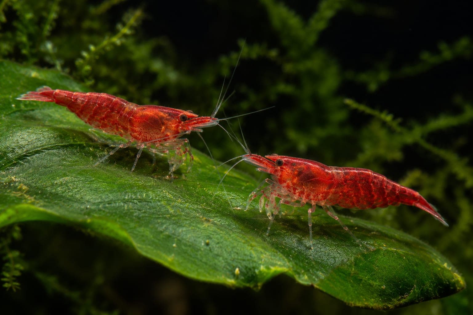Deux crevettes Red Cherry rouges posées sur une feuille immergée, devant un fond de mousse de Java
