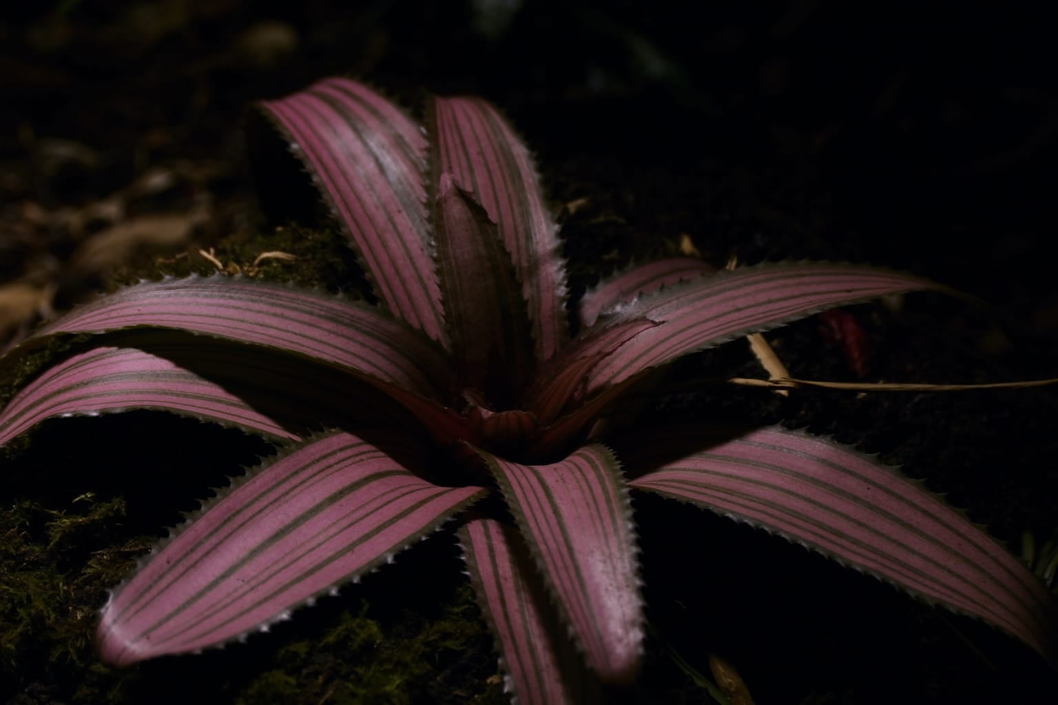 Cryptanthus en rosette étoilée aux feuilles rayées de rose et de vert, sur le substrat d'un terrarium