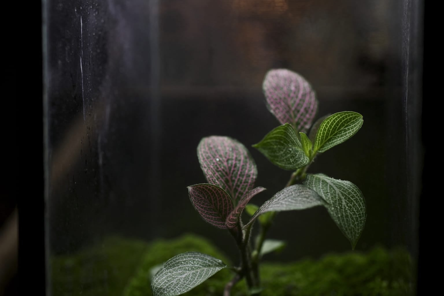 Fittonia aux feuilles nervurées de rose et de blanc dans un terrarium fermé, mousse au pied et buée sur le verre