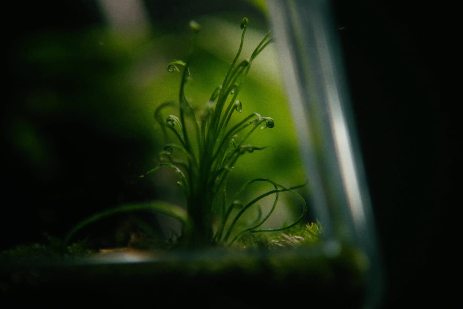 Petite fougère aux frondes déroulées dans un terrarium fermé, mousse à sa base