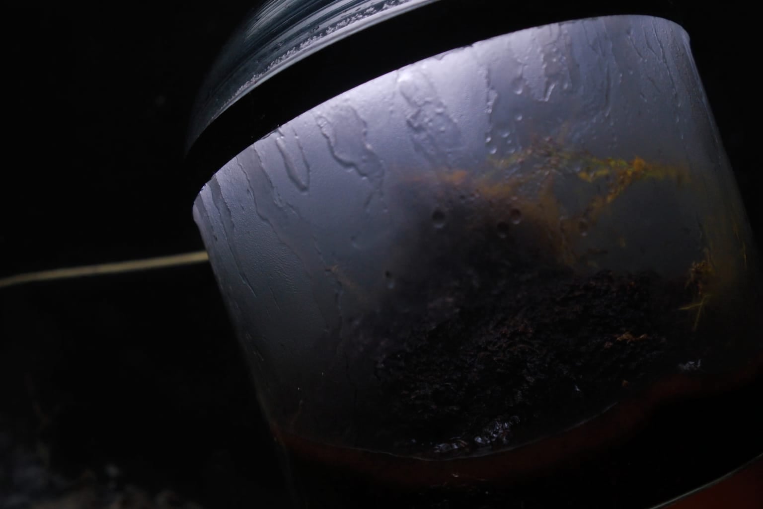Terrarium fermé trop arrosé : condensation qui ruisselle sur le verre et substrat détrempé au fond du bocal
