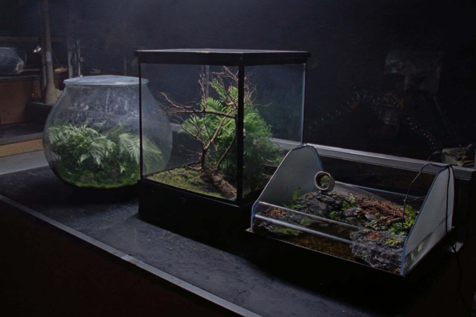 Trois contenants en verre côte à côte sur un établi : terrarium fermé, vivarium ouvert et paludarium avec sa pièce d'eau