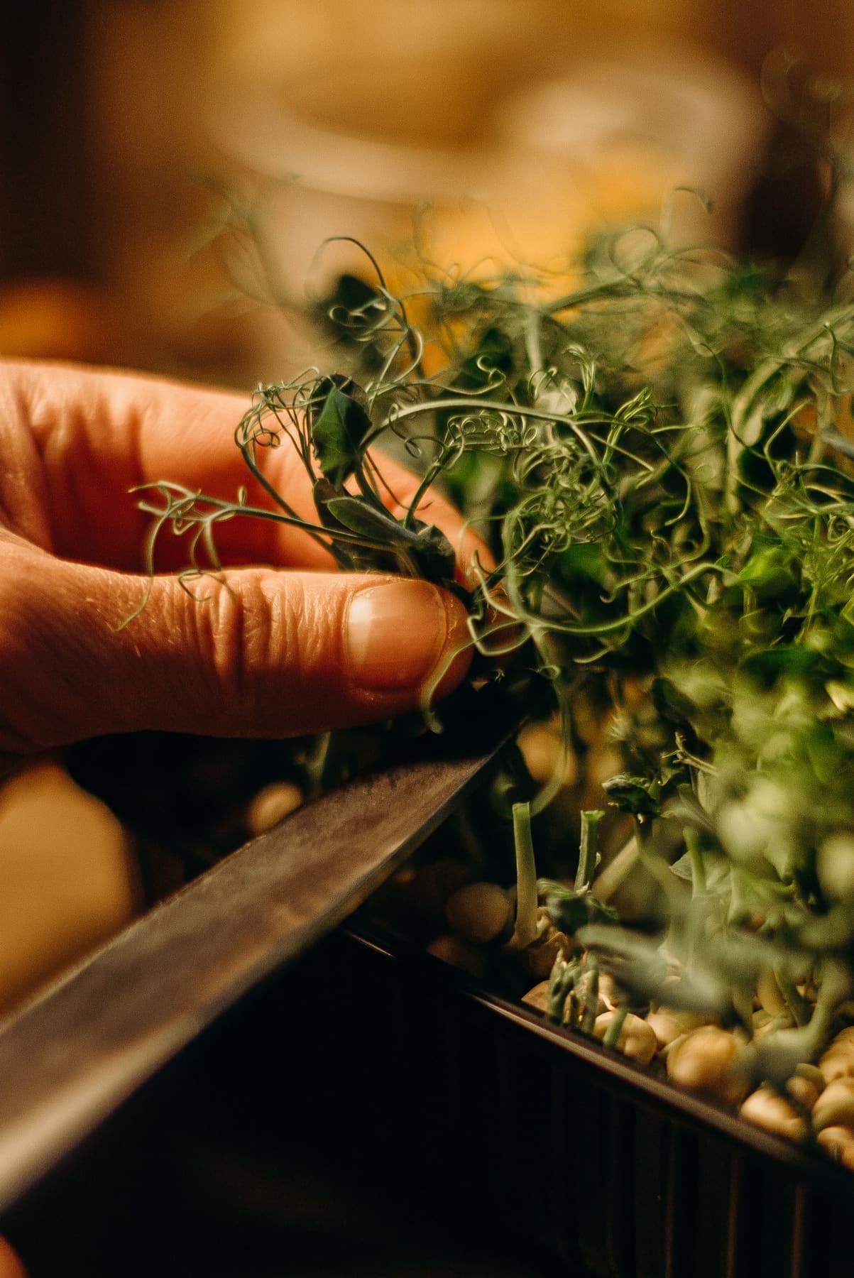 Récolte de pousses de pois au couteau