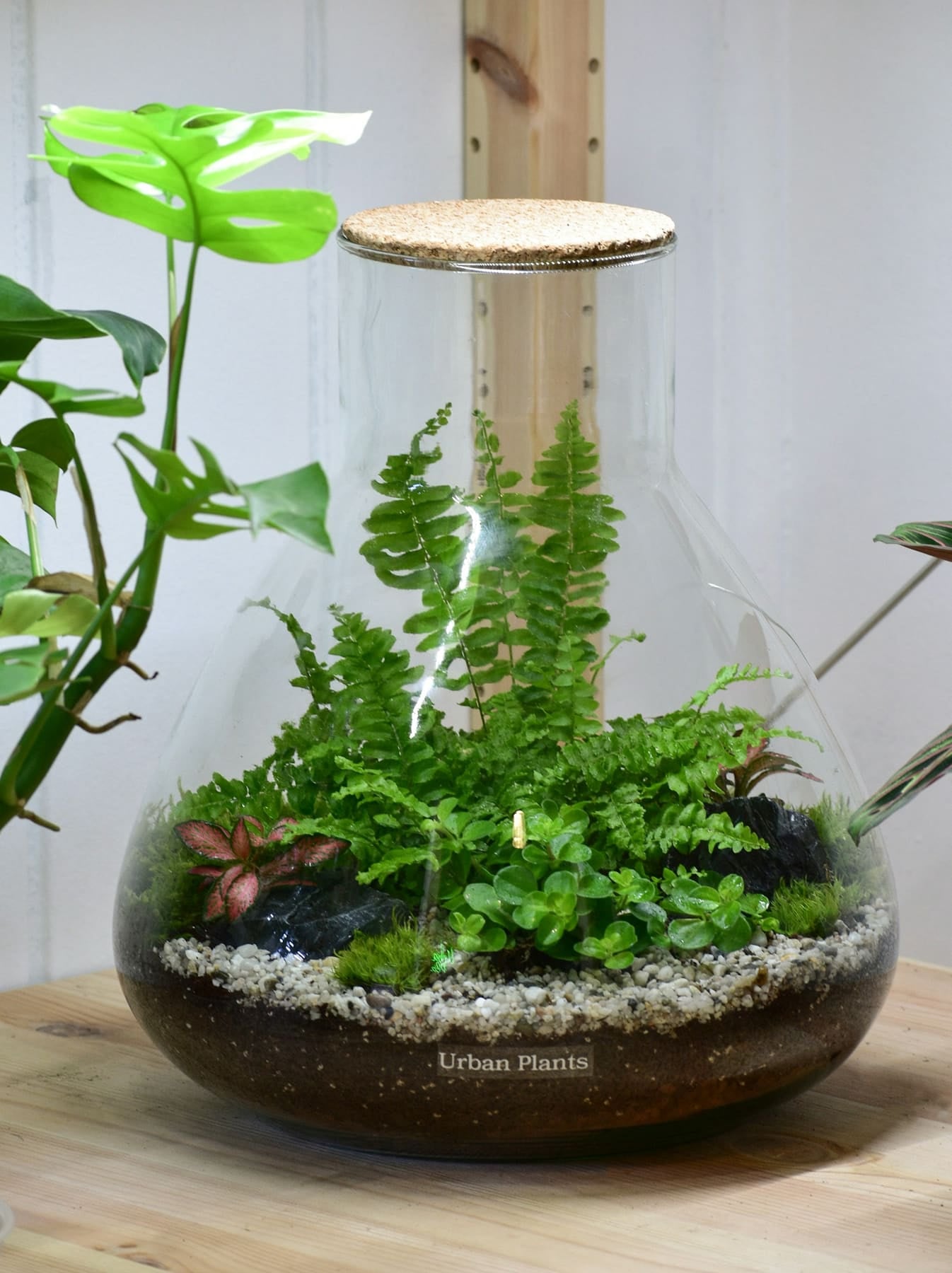 Grande bonbonne en verre plantée de fougères