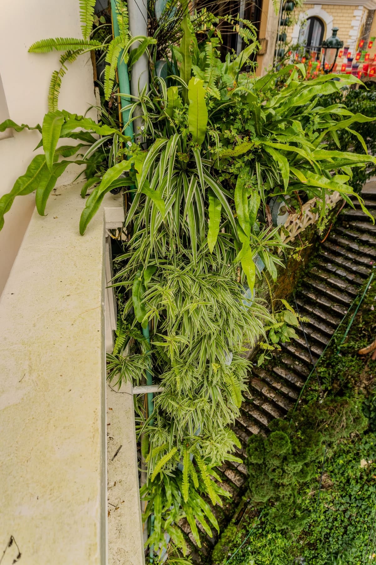 Mur de plantes retombantes en intérieur